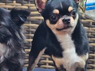 Rüde sucht neues Zuhause - Sonnewalde