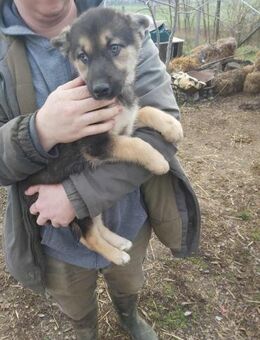 Schäferhund Mischling Norton - Velbert