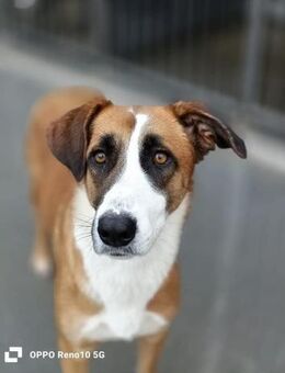 AYLIN ❤️ musste alleine zurückbleiben - Fahrenzhausen