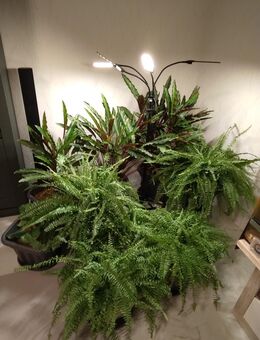 Suche Bartagame - Gifhorn