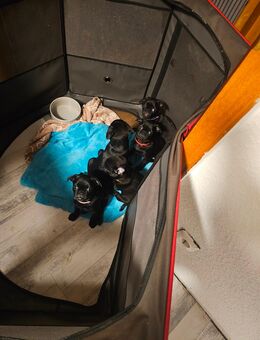 ✨ Retro Mops Welpen suchen ihr Zuhause fürs Leben ✨ - Recklinghausen