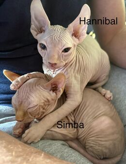 Donskoy Sphynx Kitten - Neumünster