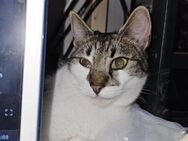 FIV positive Bebe sucht ihr Glück - Margetshöchheim