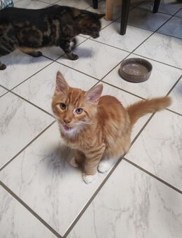 1 Main Coon Kitten und 3 europäische Kurzhaar Kitten zu verkaufen - Jungingen