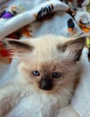 Süße Heilige-Birma / Ragdoll Kitten suchen ein liebevolles Zuhause! in 14195
