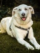 Brix - Golden Retriever-Mix - 8 Jahre - Tierhilfe Franken e.V. in 91207