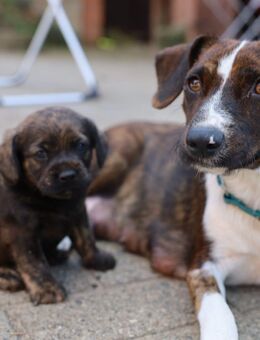 Kleine Mischlinge, Familienhunde - Oetzen