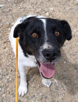 ❣️fröhlicher Schmusehund Ted❣️ - Eislingen (Fils)