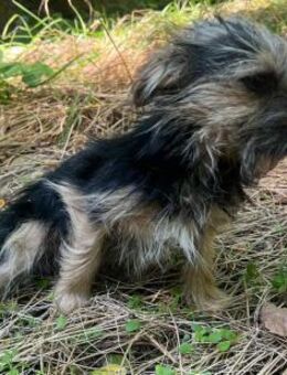 Tarzan - Yorki-Mix sucht schönes Zuhause - München