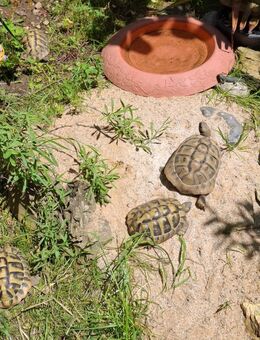 Griechische Landschildkröte entlaufen - Remscheid