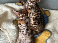 Reinrassige Bengal-Kitten zu verkaufen - Stuttgart