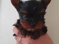 Yorkshire Terrier Welpe in 47809