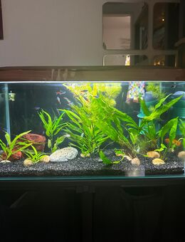 Aquarium komplett mit Fische und pflanzen - Würzburg