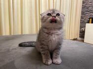Britisch Kurzhaare Kitten.Abholbereit!!! - Harsewinkel (Mähdrescherstadt)