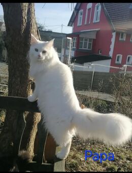 Mein Coon Kitten - Schöffengrund