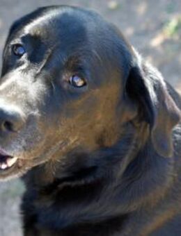 Zenon sucht neue Familie - Neuss