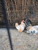 Samara Zwerghühner Pärchen in 32312