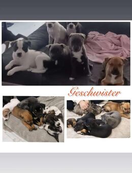 Welpen - Friedrichshafen