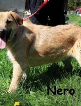 Nero - bereit für seine Reise ins Glück - Kissing