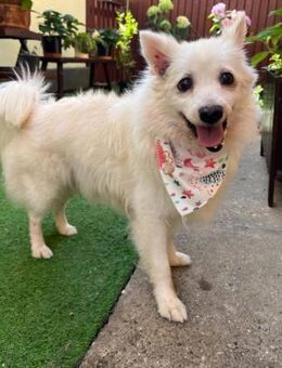 Spitzomi Rosi sucht Seniorenresidenz - Chemnitz