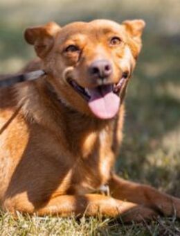 SIMBA💖gerettet und bereit fürs Glück! - Hamburg