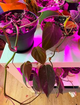 Diverse Pflanzenableger aus Privatbestand abzugeben - Bremen