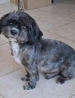 Mushu, sensibler Hundemann sucht Familie - Unterföhring