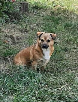 verschmuster Charlie sucht sein Zuhause! - Koblenz