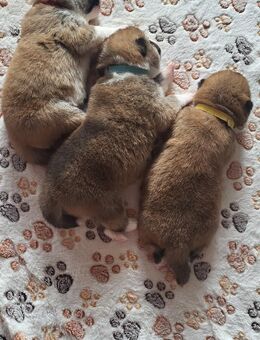 Akita Inu Welpen - Berlin Mitte