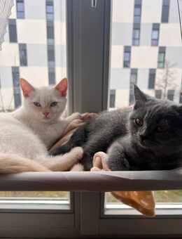 2 BKH Kater/Katze - Schönefeld
