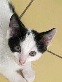 Bonboncho in Bulgarien - Ingolstadt