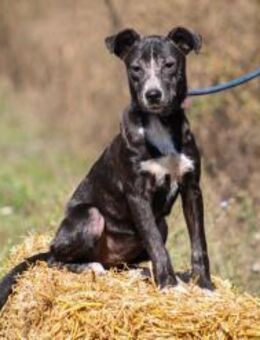 Dariuszina Mix Hündin 1,5 Jahre alt HU - Reutlingen