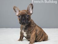 Niedlicher Französischer Bulldoggen-Welpe, männlich, geboren am 19.03.2024, zu verkaufen! - Berlin