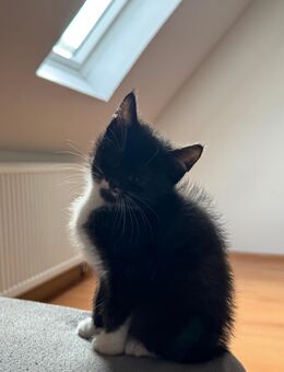 3 Kater und 1 Kätzchen abzugeben - Kassel Waldau