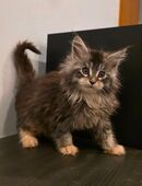 Maine Coon Kitten mit Stammbaum in 45896