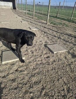 Thor - mit dem riesigen Herzen (C) - Ludwigshafen (Rhein)