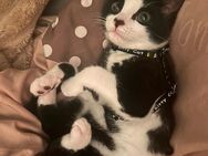 Katzenbaby sucht noch ein liebevolles für immer zuhause ❤️🐈‍⬛ - Meerbusch