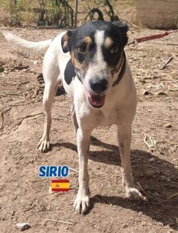 Sirio - gesellig und verschmust - Heppenheim (Bergstraße)