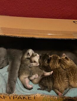 5 süße reinrassige BKH Kitten suchen liebevolles zu Hause - Chemnitz