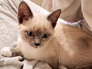 BKH /Siam Mix Kitten Mädchen - Hagen (Stadt der FernUniversität) Hohenlimburg
