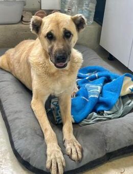 AVAYA ❤ EILIG! - Langenhagen