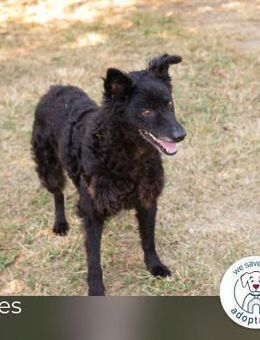 Nees: Sanfte Seele sucht ihr Glück - Kirchzell