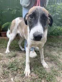 Hézöl - lustiges munteres Hundemädchen - Köln