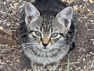 Süße junge Katzen - Stubenberg