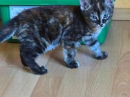 Kitten zu verkaufen - Hamburg Hamburg-Nord