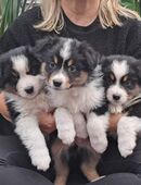 Australian Shepherd Welpen, ASCA Papiere in 99625