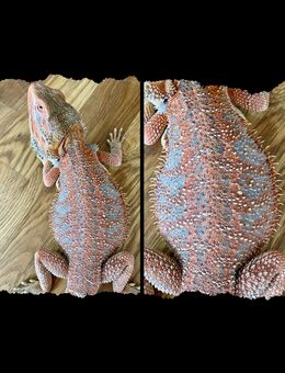 Male Bartagame (pogona vitticeps) - Hamburg Wandsbek