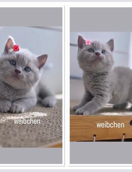 reinrassige BKH Kitten in Chocolate/Brown und Lilac - Köln