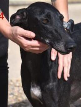 Petra4 - menschenbezogene Galga 04/23 ES - Ruppertsecken