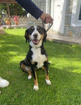 Lilla - ruhig und anhänglich - Hückelhoven